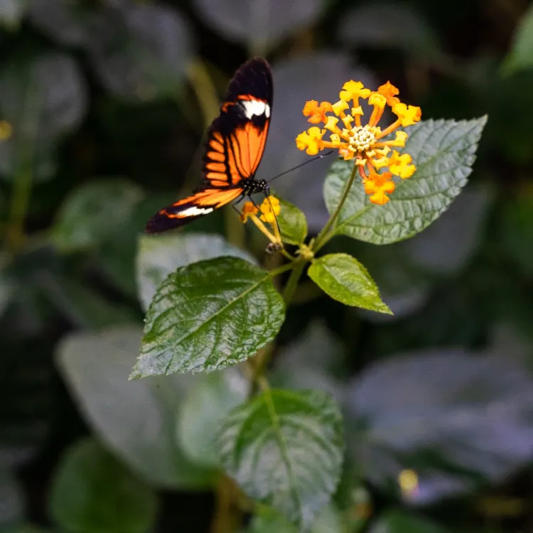 biodiversity@2x